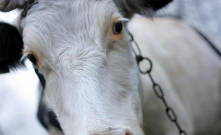 Protesty hodowców bydła