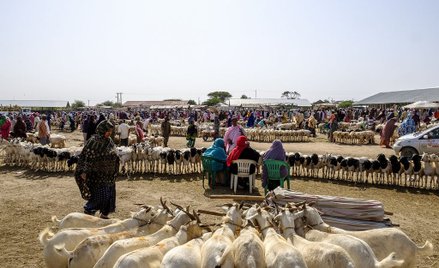 Reedukacja dzieci w Somalii: Weźmiesz ślub, będziesz wolny