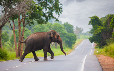 Indie: W ciągu 4 lat słonie zabiły 1700 osób