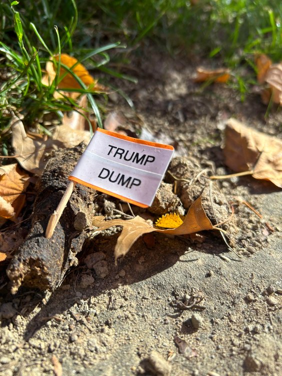Mała flaga wyśmiewająca Donalda Trumpa wbita w psie odchody