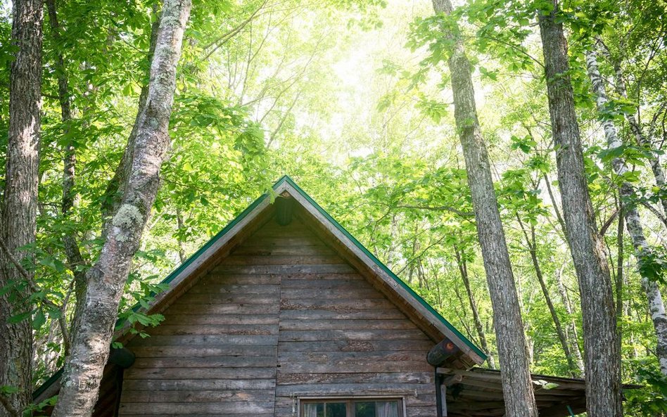 Lasy Państwowe nie korzystają z prawa pierwokupu działek leśnych