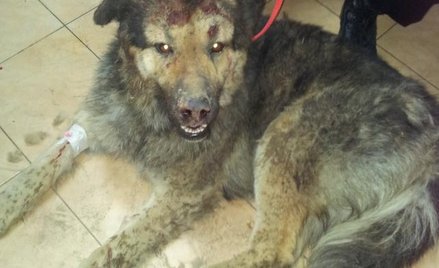 Tego psa właścicel zakopał żywcem. Uratowali go policjanci