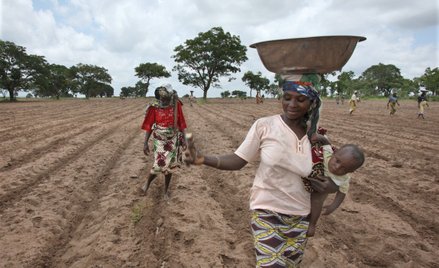 Afrykańscy rolnicy pomagają walczyć z wylesianiem