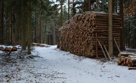Sami podcinamy gałąź, na której siedzimy – lasy, przemysł i eksporterzy. Bez certyfikatu FSC nikt ni