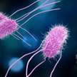 Salmonella w mleku w proszku - GIS ostrzega