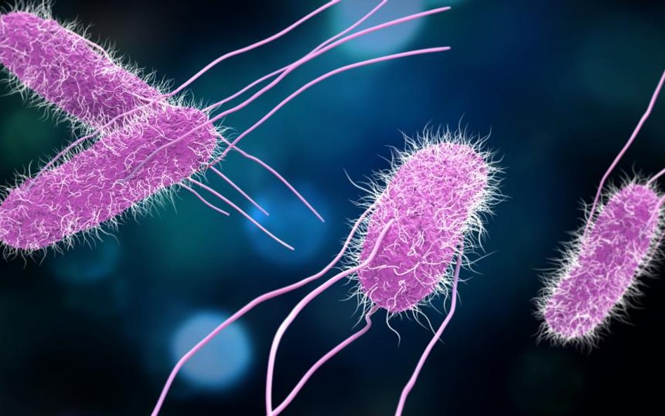 Salmonella w mleku w proszku - GIS ostrzega