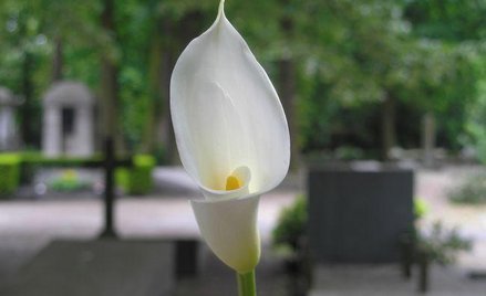 Czy spadkobiercy mogą dochodzić zadośćuczynienia za krzywdę związaną ze śmiercią syna spadkodawcy?