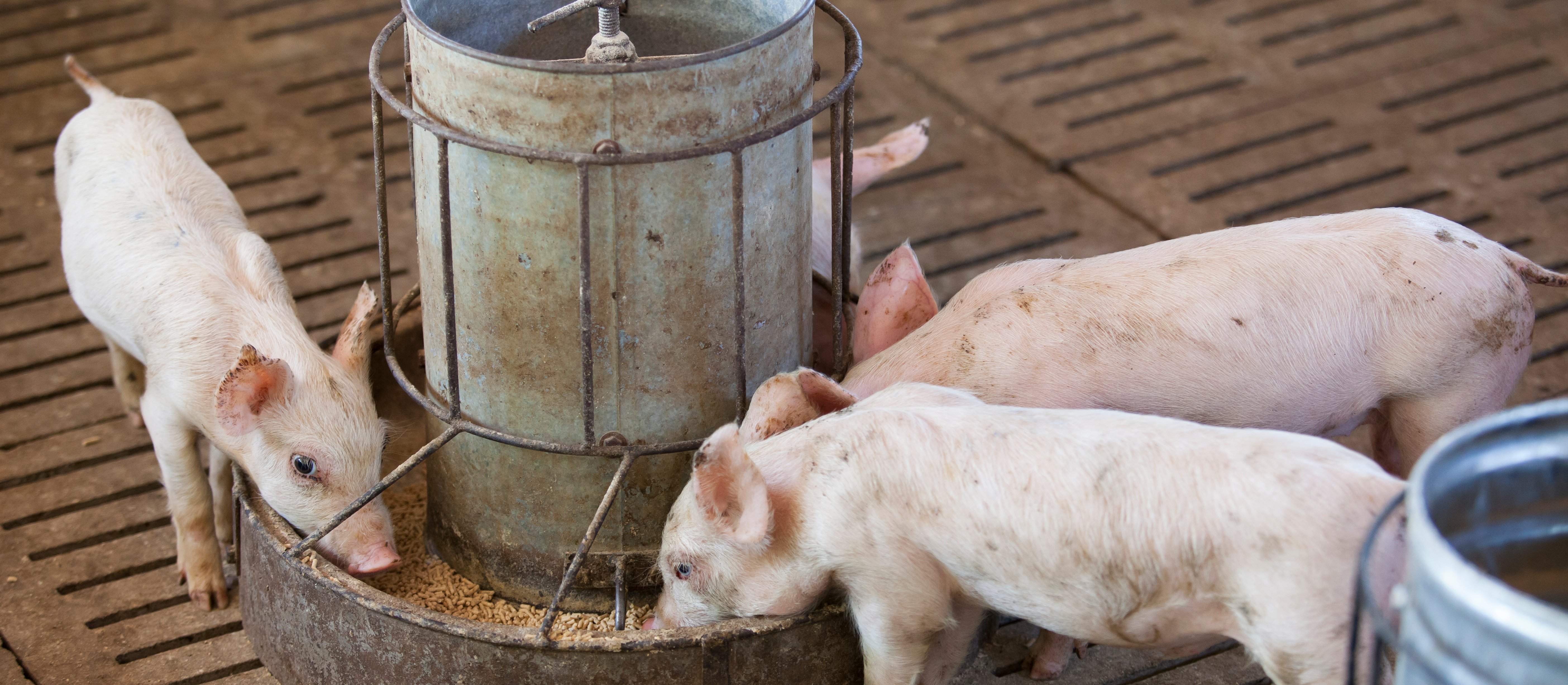 Chcieli postawić blok mieszkalny obok gospodarstwa. Przełomowa decyzja ws. rolnika