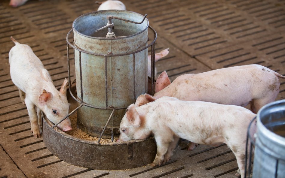 Jest duża szansa na to, że obok chlewni rolnika z Łomży nie powstanie blok mieszkalny / zdjęcie ilus