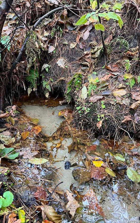 Jedno z badanych źródeł bijących w okolicach Osiecka o typie hydrochemicznym wody HCO3-Ca. Fot. Maks