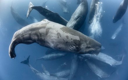 „Błękitna Planeta II”, odcinek 7