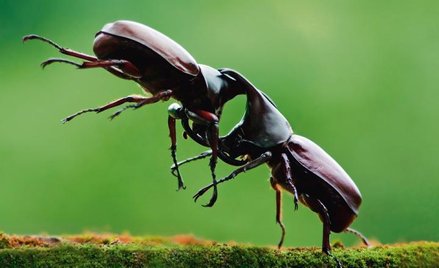 Owady, rośliny i wyrafinowana gra o przetrwanie