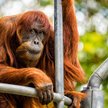 Zmarła najstarsza orangutanica sumatrzańska. Rekordzista Księgi Guinnessa