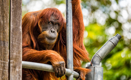 Zmarła najstarsza orangutanica sumatrzańska. Rekordzista Księgi Guinnessa