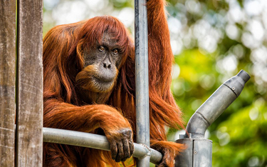 Zmarła najstarsza orangutanica sumatrzańska. Rekordzista Księgi Guinnessa