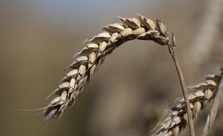Zboże już o 20 proc. droższe niż przed rokiem. Ceny rosły w wakacje