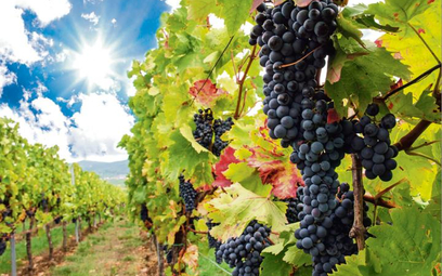 Podkarpacie winnice produkują ok. 400 tys. l winna rocznie.