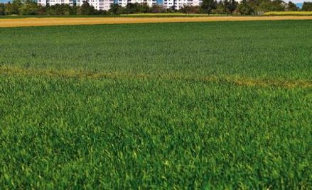 Jeszcze w tym roku można się spodziewać rekordowych transakcji na rynku ziemi.