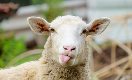 Czy owce są w stanie uratować bioróżnorodność w Karpatach?