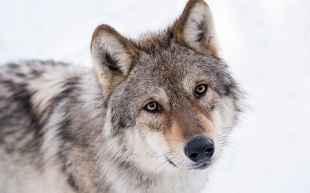 Zdjęcia do „Królestwa” kręcone na Podlasiu to ok. 10 proc. całego filmu.