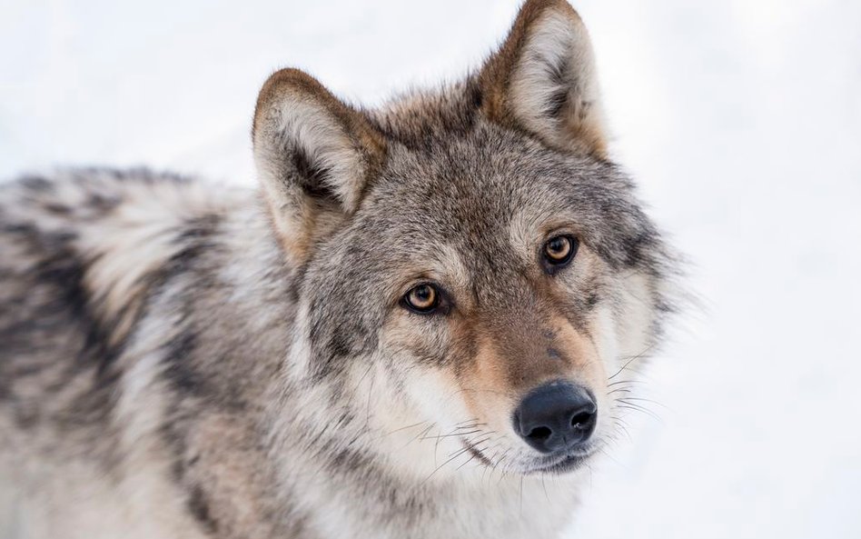 Zdjęcia do „Królestwa” kręcone na Podlasiu to ok. 10 proc. całego filmu.