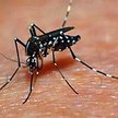 Aedes przenosi dengę