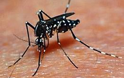 Aedes przenosi dengę