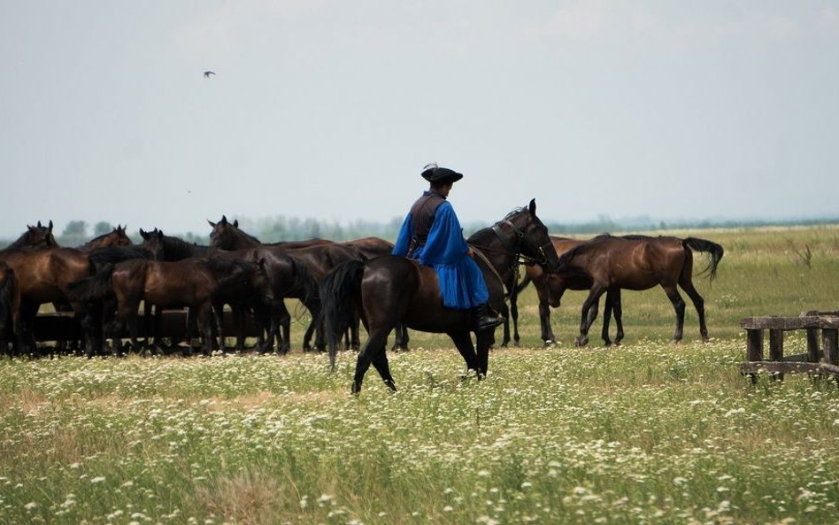 Debreczyn. Miasto na skraju puszty