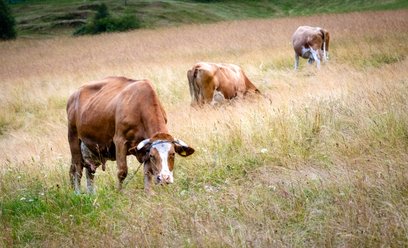 Nikt nie chciał hodować krów dla czeskich rezerw państwowych. Przetarg bez chętnych