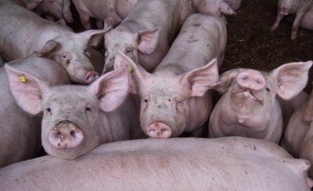 ASF: minister rolnictwa przestawił pierwszą specustawę