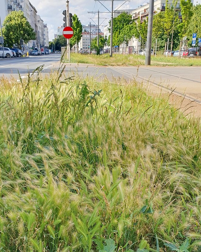 Jęczmień płonny (Hordeum murinum) - rośnie w miejscach ruderalnych, na obrzeżach dróg, na przypłocia