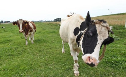 Podlaskie firmy z coraz śmielej wchodzą na nowe rynki
