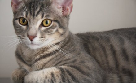 Spór o kocie futerka opóźni brexit?