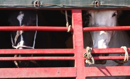 Osiem godzin w drodze do ubojni