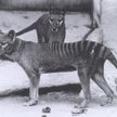 Australia: Wilkowór tasmański jednak nie wyginął?