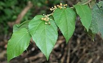 Wenezuela: Brakuje leków. Chorzy na HIV sięgają po liście