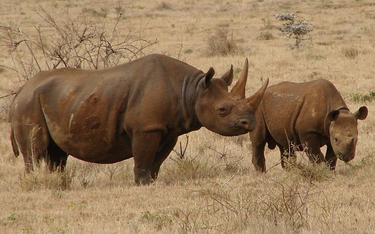 RPA usuwa nosorożcom rogi. Chcą powstrzymać kłusowników