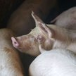 Świnie lecą do Chin. Państwo Środka odbudowuje stada
