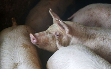 Świnie lecą do Chin. Państwo Środka odbudowuje stada