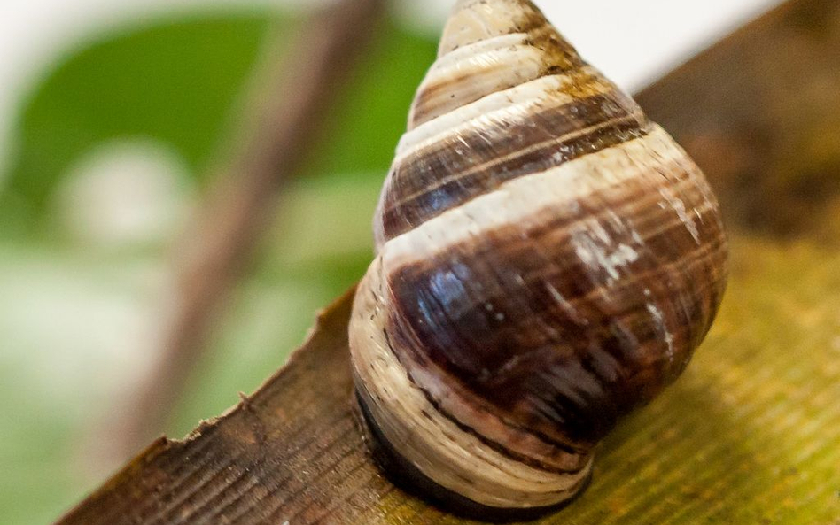 Odszedł "Samotny George" - a wraz z nim cały gatunek ślimaków