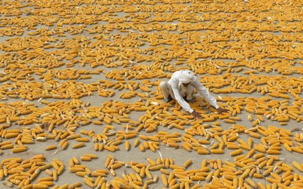 Lahore. Pakistański rolnik suszy kukurydzę