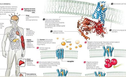 Mądre receptory komórek