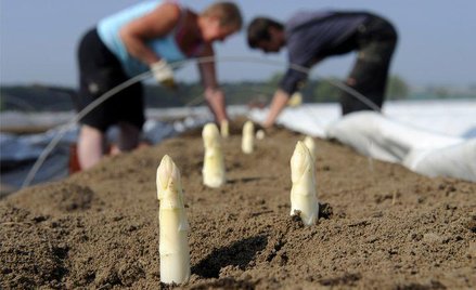 Pracownicy sezonowi w Nieschuetz we wschodnich Niemczech