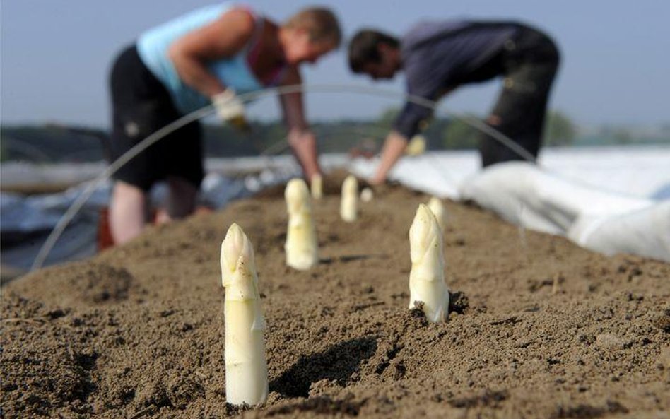 Pracownicy sezonowi w Nieschuetz we wschodnich Niemczech