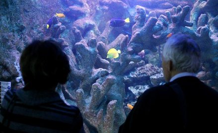 Koralowce w Muzeum Przyrodniczym w Krakowie