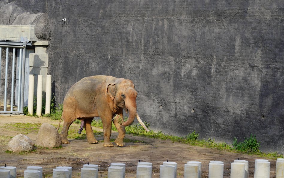 Czwarty słoń indyjski wkrótce dołączy do stada w łódzkim zoo