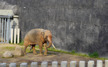 Czwarty słoń indyjski wkrótce dołączy do stada w łódzkim zoo