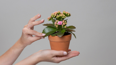 Podczas akcji będą rozdawane rośliny z gatunku kalanchoe