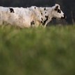 Austria: Krowy zadeptały kobietę. Rolnik musi zapłacić 490 tys. euro