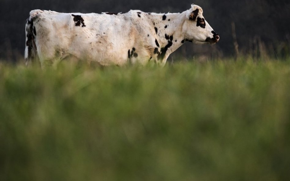 Austria: Krowy zadeptały kobietę. Rolnik musi zapłacić 490 tys. euro